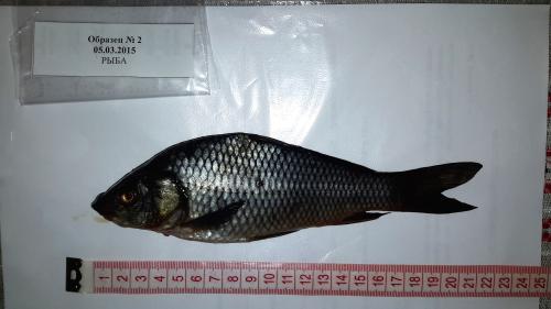 Volgograd Ecopress IMEAP fish sample
